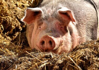 Great News! Powys Pig Farm Proposal Rejected