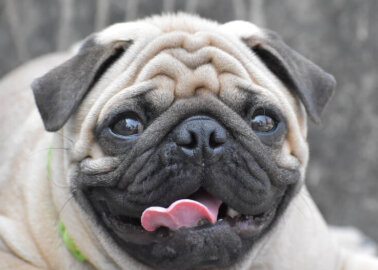 Should Flat-Faced Dogs Be Banned in the UK?