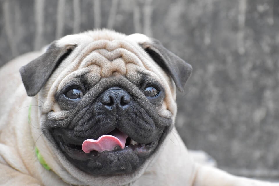 Ban pugs 2024