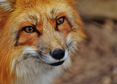 Harvey Nichols to Ban Fur Following Years of PETA Pressure