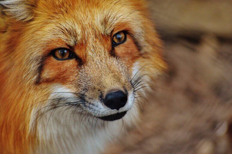 red fox 1310826 1920