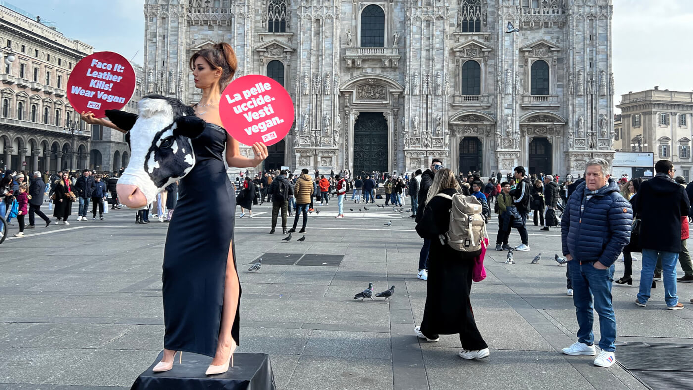 Cropped Daniela Martani cow head milan fashion week