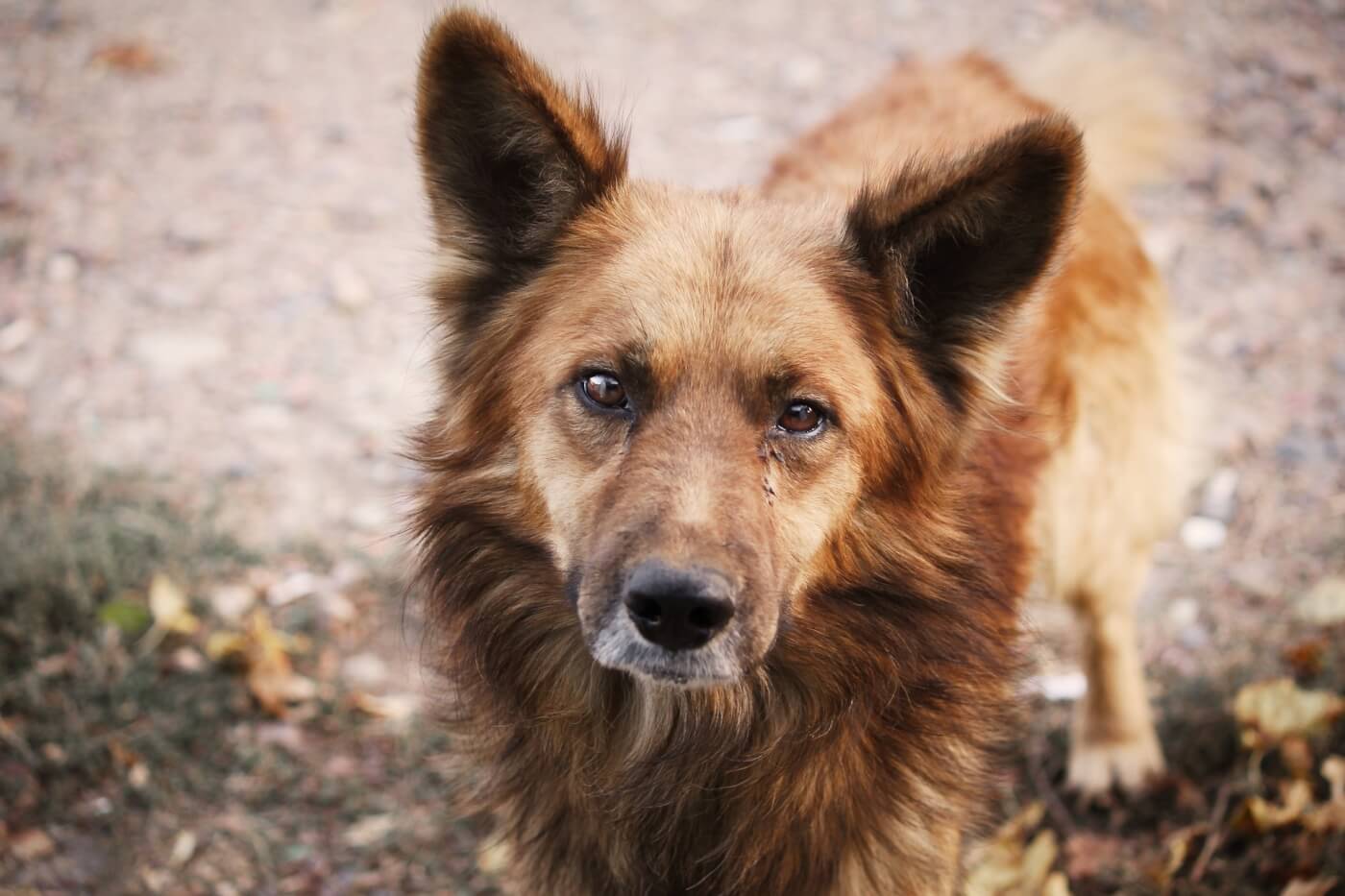 LIVE: PETA's Rescuing Cats, Dogs, and Birds Trapped After the Earthquake in Turkey LIVE: PETA's Rescuing Cats, Dogs, and Birds Trapped After the Earthquake in Turkey