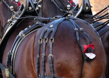 Horses’ Tailbones Amputated for Budweiser Adverts and Parades