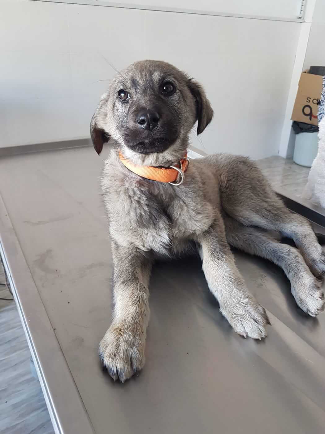 LIVE PETA’s Rescuing Cats, Dogs, and Birds Trapped After the