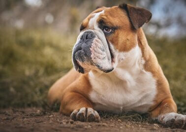 Should Churchill Insurance Retire Bulldog Mascot?
