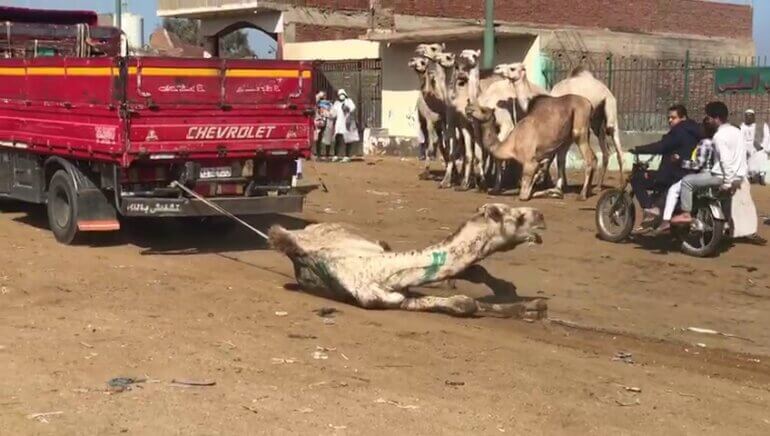 Camel dragged egypt camel investigation