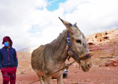 Violence in Petra Prevented Sick and Injured Animals From Receiving Care