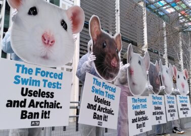 ‘Mice’ Protest Laboratory Tests Using Animals at Home Office