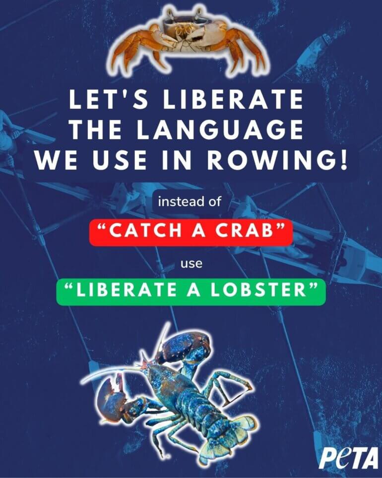 Liberate a lobster Image british rowing