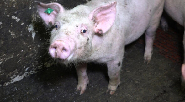 The Silk Industry | Animals Are Not Ours to Wear - PETA UK The Silk Industry | Animals Are Not Ours to Wear - PETA UK