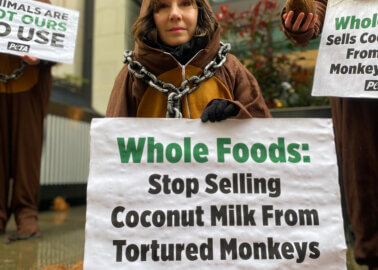 Whole Foods’ Ties to Monkey Labour Lead to PETA Protest