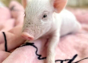 Meet James Cromwell’s New ‘Babe’: A Rescued Piglet Who Fell Off a Meat Lorry