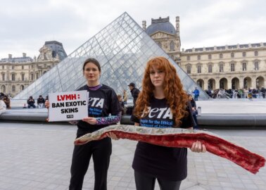 Stop the Massacre: PETA US Urges LVMH and Hermès to Drop Exotic Skins During Annual Meetings