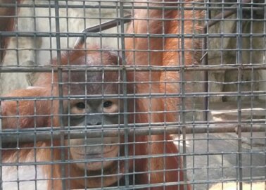 Animals at Pata Zoo Need Your Help