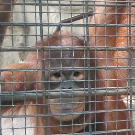 Animals Are Still Suffering at Pata Zoo