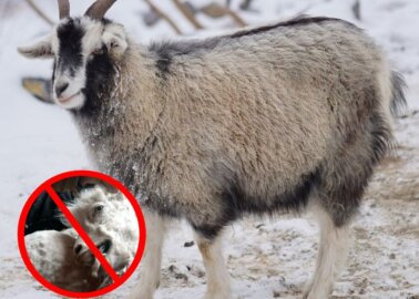 Great News for Goats! schuh Parent Company Genesco Says No to Cashmere