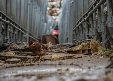 A lone chicken stands among the remnants of a barn destroyed by flood waters that infiltrated an Italian egg-production factory farm. Extreme weather in May 2023 caused mudslides and massive flooding, severely affecting numerous factory farms. An overflowing river next to this farm caused a landslide, destroying the chicken sheds and killing over 60,000 chickens. Any surviving chickens are being caught and moved to a similar type of farm. San Lorenzo in Noceto, Emilia-Romagna, Italy, 2023. Selene Magnolia / Essere Animali / We Animals Media