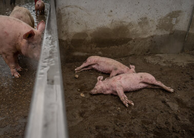 Two dead piglets lie on the ground at a flooded Italian factory pig farm as surviving pigs await rescue nearby. Extreme weather in May 2023 caused mudslides and waterways to overflow, severely affecting numerous factory farms. This farm had no evacuation plan, and many pigs were trapped in the flood waters for days. Lugo, Emilia-Romagna, Italy, 2023. Selene Magnolia / Essere Animali / We Animals Media
