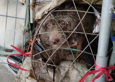 Illness, Injury, and Mutilation Uncovered at Vietnam Puppy Mills