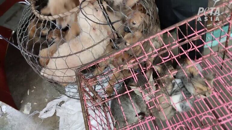 Dogs at a market 3 PETA Asia investigation Vietnam puppy mills