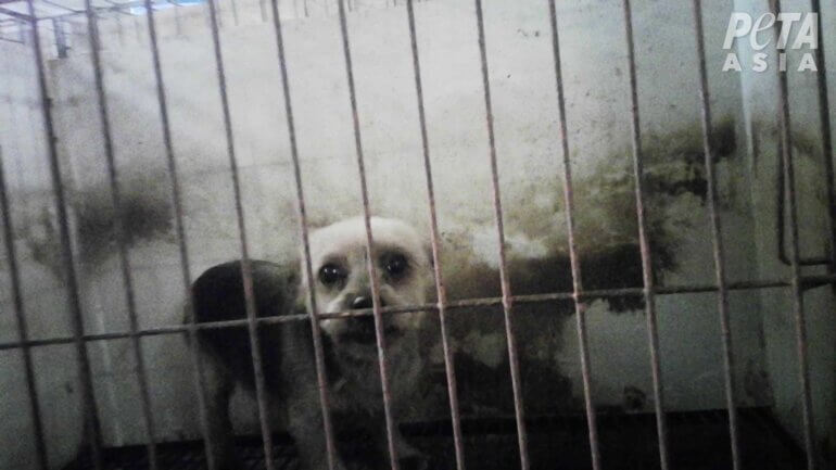 Dogs in cages and pens 05 PETA Asia South Korean puppy mill investigation