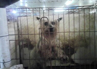 PETA Exposes Nightmare Puppy Mills in South Korea