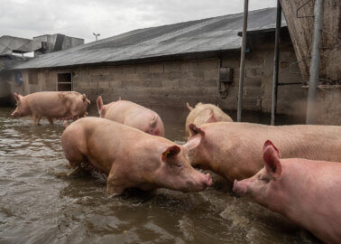 Pigs await rescue while wandering through flood water infiltrating an Italian factory pig farm. Extreme weather in May 2023 caused mudslides and waterways to overflow, severely affecting numerous factory farms. This farm had no evacuation plan, and many pigs were trapped in the flood waters for days. Lugo, Emilia-Romagna, Italy, 2023. Selene Magnolia / Essere Animali / We Animals Media