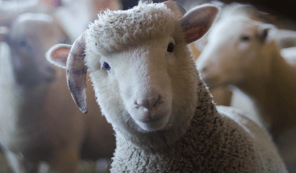 Wool: No Good for Animals or the Planet - PETA UK