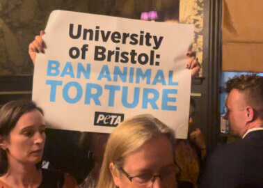 PETA’s Protesters Urge University of Bristol to Ban Near-Drowning Test