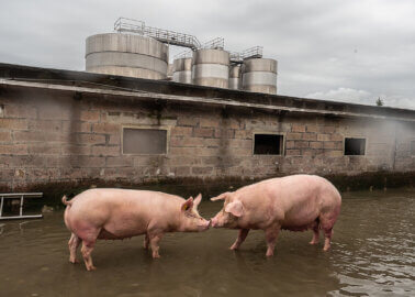 Animals Drowned and Crushed to Death in Italy Floods and Landslides