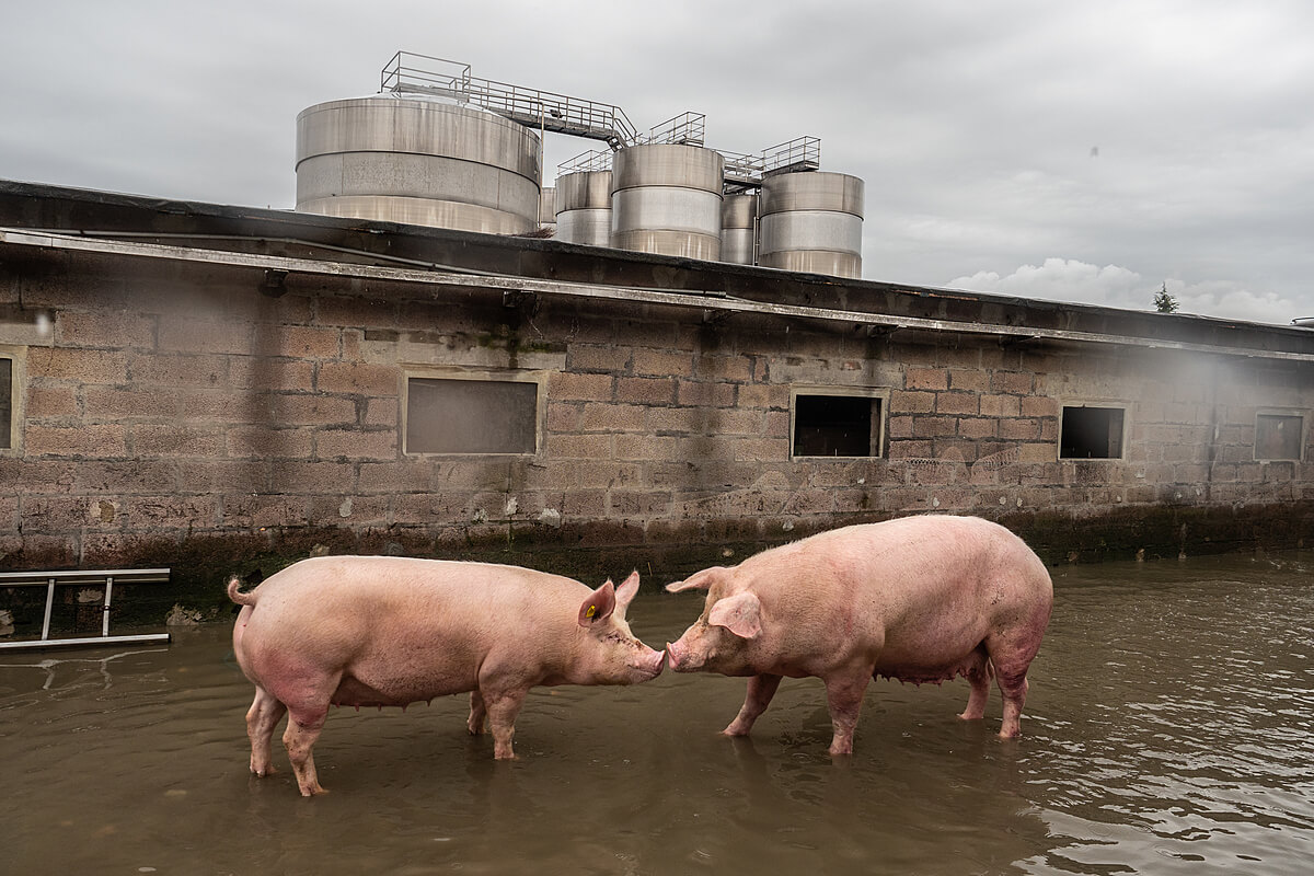 Two pigs stand nose to nose in flood waters while awaiting rescue at an Italian factory pig farm.