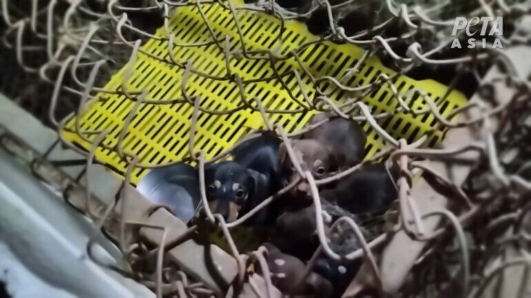 Puppies at puppy mill PETA Asia investigation Vietnam puppy mills