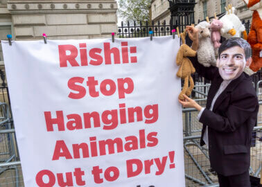Animal Protection Groups Urge Downing Street to Honour Action Plan for Animal Welfare
