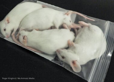 Urge Your MP to Help Stop All Cosmetics Tests on Animals