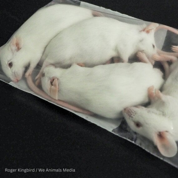 Urge Your MP to Help Stop All Cosmetics Tests on Animals