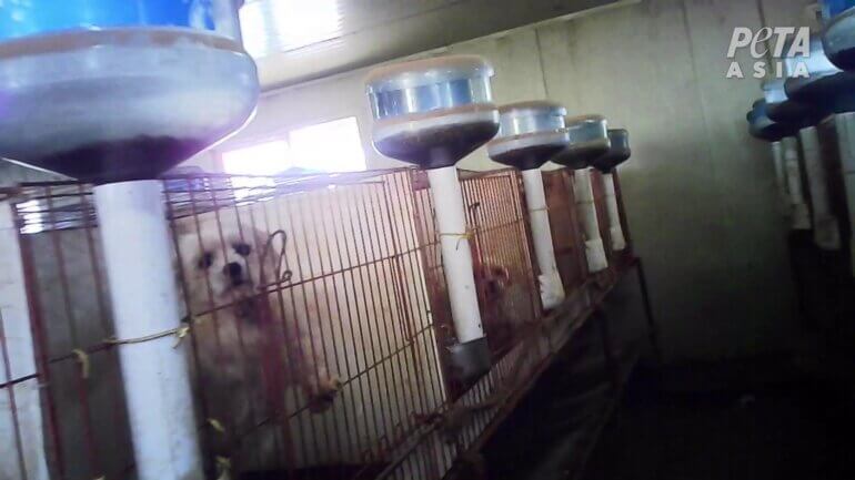 Rows of cages with dogs PETA Asia South Korean puppy mill investigation