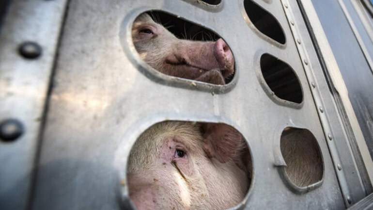 Pigs being transported for slaughter