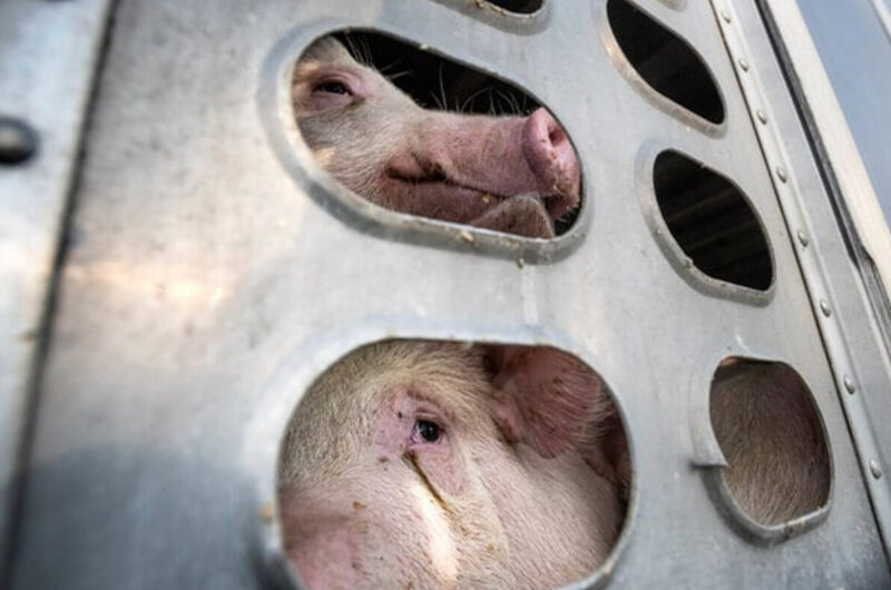 Pigs being transported for slaughter