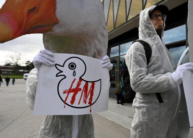 Duck Defenders Protest Outside H&M Annual Meeting