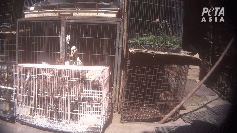 Animal market Bali wildlife trafficking market PETA Asia investigation