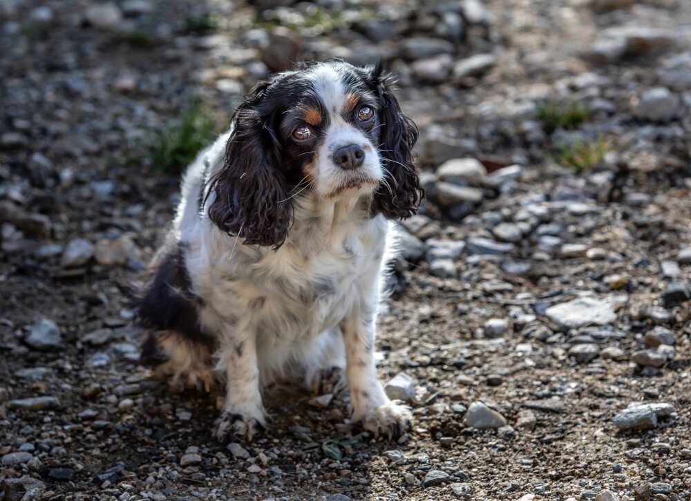 Royal Name, but Chronic Health Issues Cavalier King Charles Spaniels