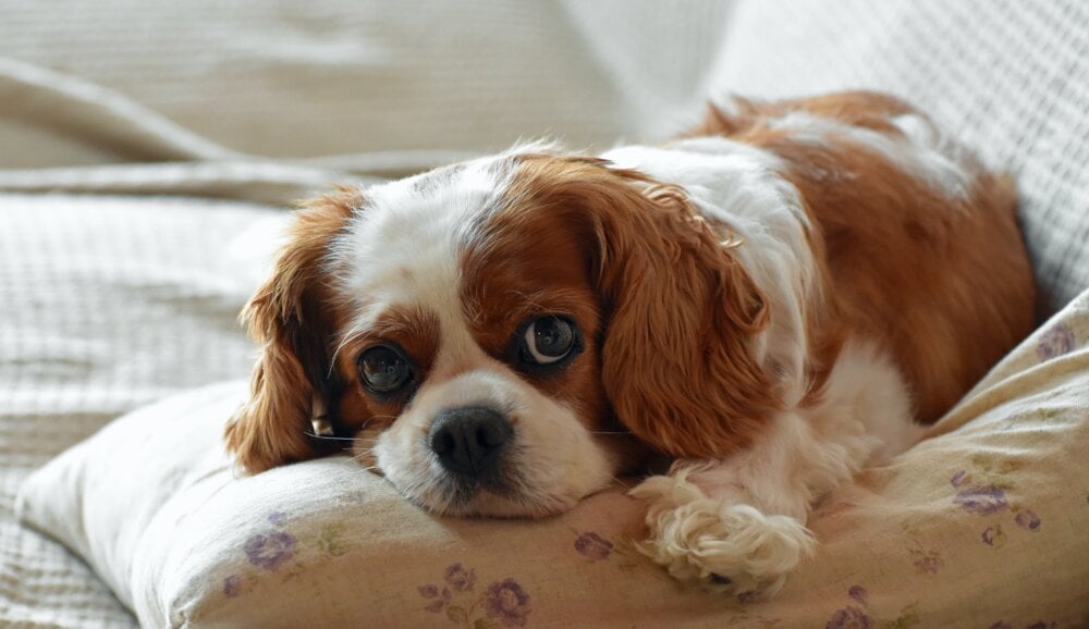 Royal Name, but Chronic Health Issues Cavalier King Charles Spaniels