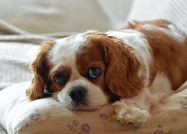 Royal Name, but Chronic Health Issues: Cavalier King Charles Spaniels