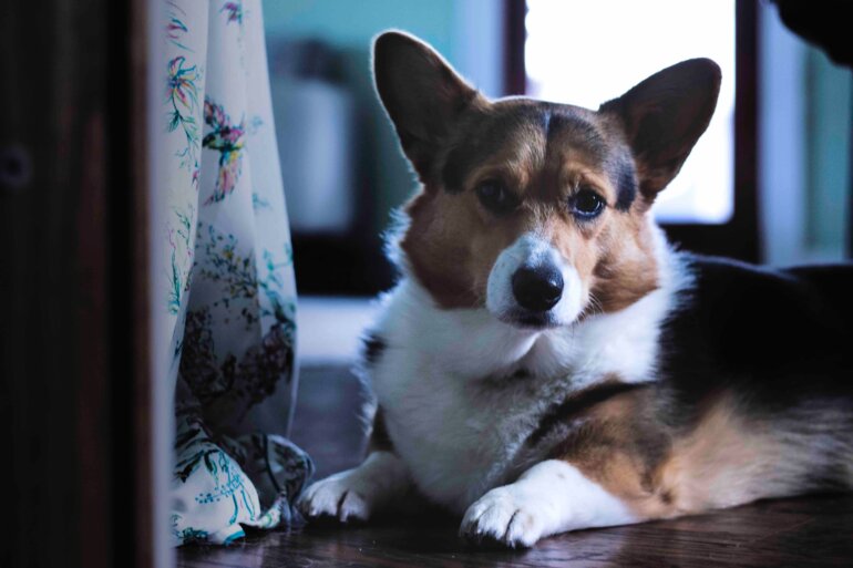 Corgi shorts hot sale