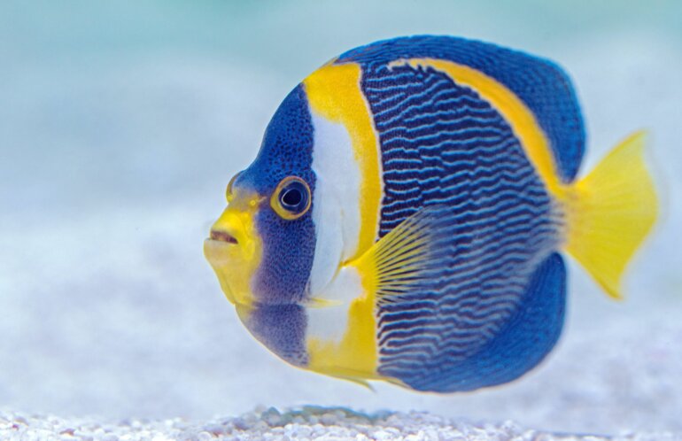 Fish Flounder Little Mermaid PETA