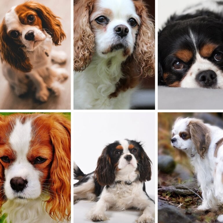 King Charles Six dogs