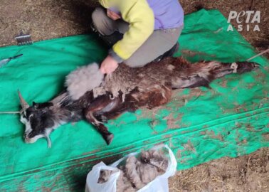 Cashmere Is Cruel – Here Are 5 Reasons Never to Buy It