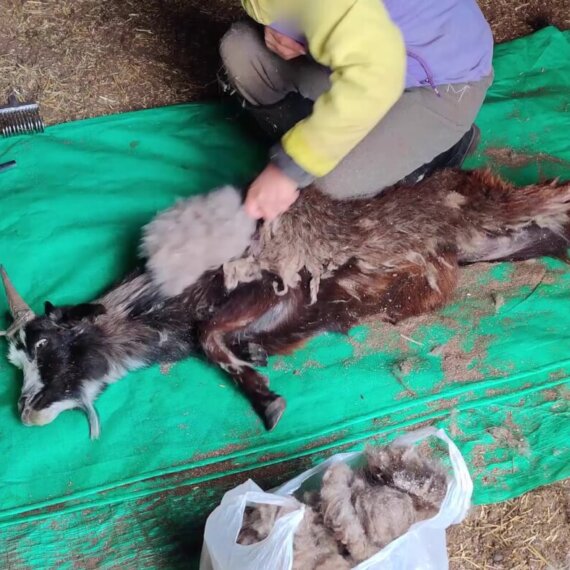 Goats Hit With Hammers: Urge Burberry, Dior, Prada, Chanel, and Others to Drop Cashmere