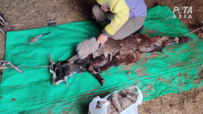 Mongolia cashmere investigation 3